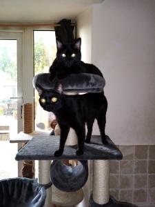 Cat sittng hotel pour chat pension feline garde de chat france dom tom belgique