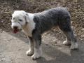 Cemetery for animals animal crematorium dog cat bayonne pyrenees atlantiques 64 