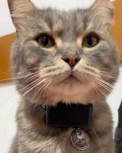 Chat policier Marin, chat policier Pirate, droit animalier