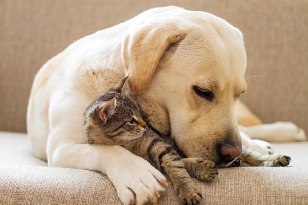 Cimetiere pour animaux crematorium animalier chien chat france dom tom