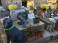 Cimetiere pour animaux crematorium animalier chien chat langolen quimper finistere 29 bretagne 