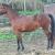 Coach equin coach cheval de course comportementaliste equin