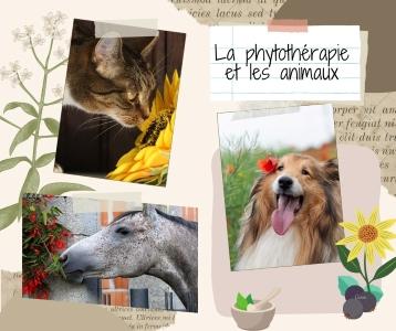 Communication animale communicant animalier besancon pontarlier doubs 25 3