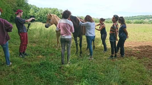 Communication animale formation a distance formation presentiel cahors lot 46