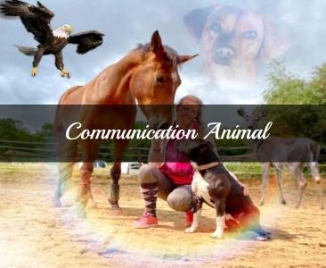 Communication animale la rochelle communicant animalier saintes charente maritime