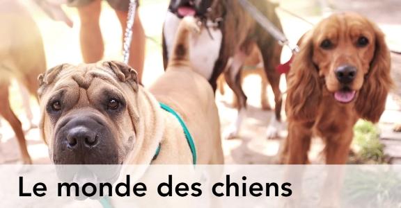 Communication animale nice soins energetiques animaliers alpes maritimes