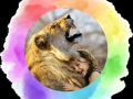 Comportementaliste animalier comportementalisme canin felin equin