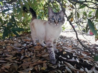 Comportementaliste felin paris psy pour chat 75 ile de france