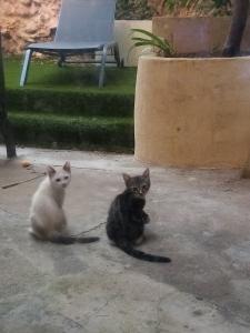 Concours beauté chien chat, Inscription tarif dates adresses