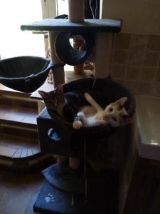 Natural cat kibble, Kibbles natural ingredients