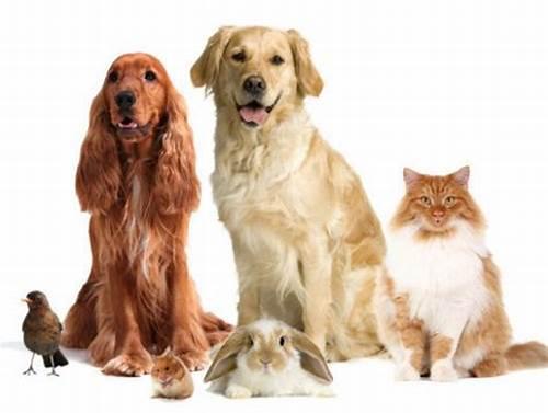 Devenir pet sitter devenir dog sitter dog walker devenir cat sitter france dom tom