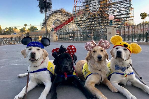 Disneyland paris services animaux hotel garde de chiens