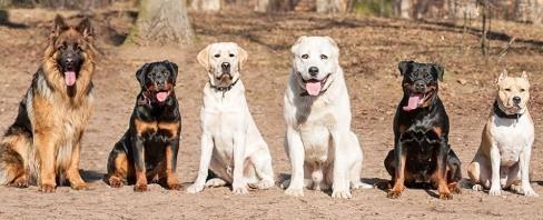 Dog dancing club danse canin