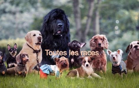 Educateur canin annecy education canine haute savoie dresseur de chien 74 agility chien cani rando