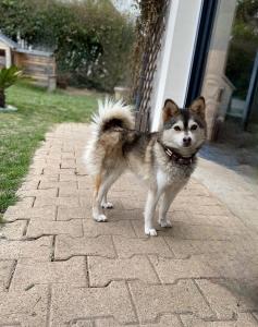 Educateur canin argenteuil education canine cergy pontoise 95 val d oise