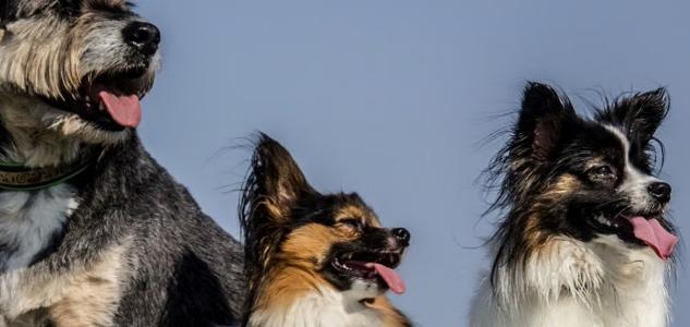 Educateur canin argenteuil education canine cergy pontoise 95 val d oise