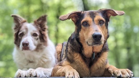 Educateur canin auch comportementaliste chien gers dresseur de chien