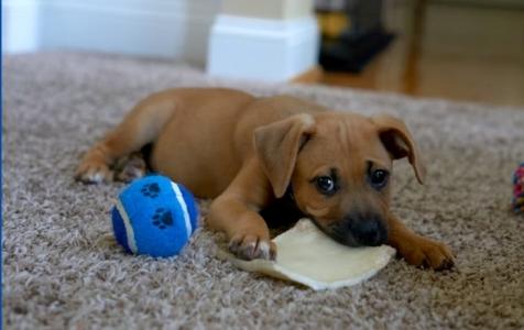 Educateur canin boulogne billancourt education canine hauts de seine