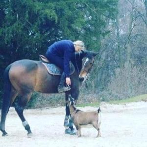 Educateur canin bourg en bresse coach equin 01 comportementaliste canin ain