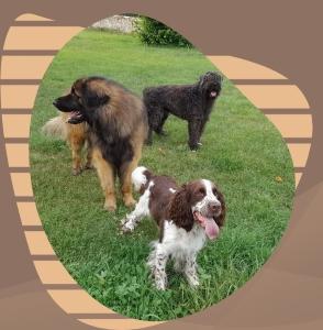 Educateur canin bourges education canine vierzon comportementaliste canin cher 18 2