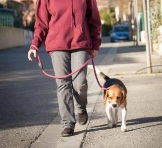 Educateur canin carpentras coach canin apt comportementaliste vaucluse