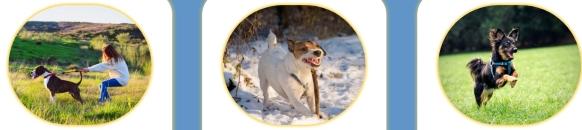 Educateur canin chartres education canine dreux cani rando 28 eure et loir