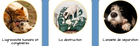 Educateur canin chartres education canine dreux cani rando eure et loir 28