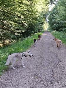 Educateur canin coulommiers education canine provins dresseur de chien seine et marne 77 cani rando