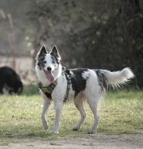 Educateur canin dresseur de chien educateur chien adulte educateur chiot comportementaliste canin toulouse 31 haute garonne