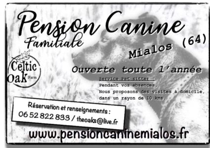 Educateur canin educateur chien adulte educateur chiot dresseur de chien comportementaliste canin pau orthez pyrenees atlantiques 3