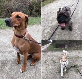 Educateur canin education canine agility mont de marsan dax mimizan biscarrosse landes 40