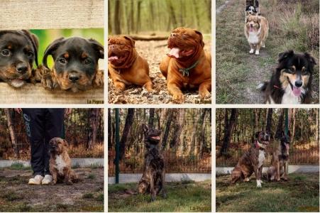 Educateur canin education canine agility mont de marsan dax mimizan biscarrosse landes 41