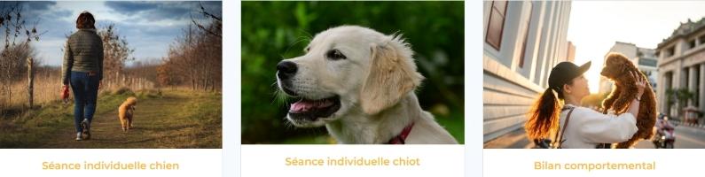 Educateur canin education canine comportementalisme animalier chien chat cheval lyon rhone 69