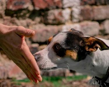 Educateur canin education canine comportementalisme animalier lille nord 59