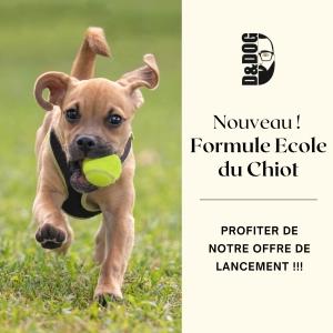 Educateur canin education canine comportementalisme animalier lille roubaix nord