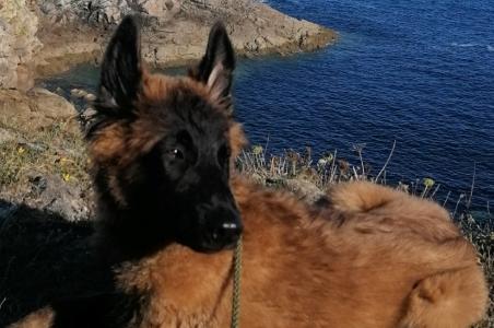 Educateur canin education canine comportementalisme animalier nantes loire atlantique 44