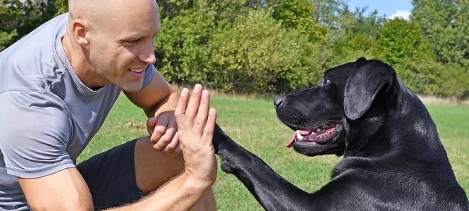 Educateur canin education canine comportementaliste canin nonancourt eure 27