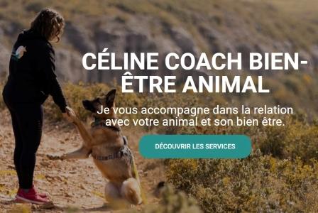 Educateur canin education canine dresseur de chien comportementaliste canin aix en provence marseille bouches du rhone 13