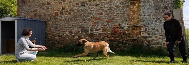 Educateur canin education canine dresseur de chien comportementaliste canin angers maine et loire 49