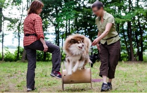 Educateur canin education canine dresseur de chien comportementaliste canin bernay eure 27