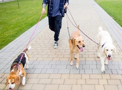Educateur canin education canine dresseur de chien comportementaliste canin caen calvados
