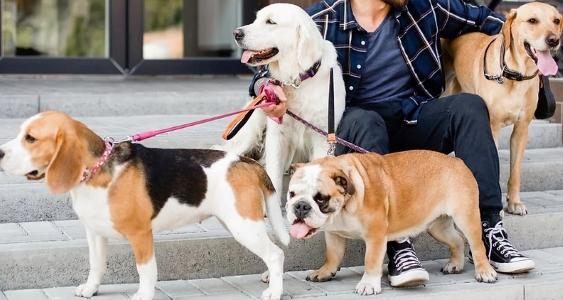 Educateur canin education canine dresseur de chien comportementaliste canin caen calvados 15