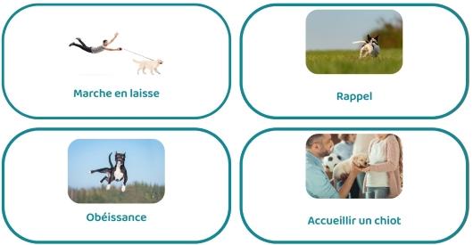 Educateur canin education canine dresseur de chien comportementaliste canin draguignan fayence var 83 1