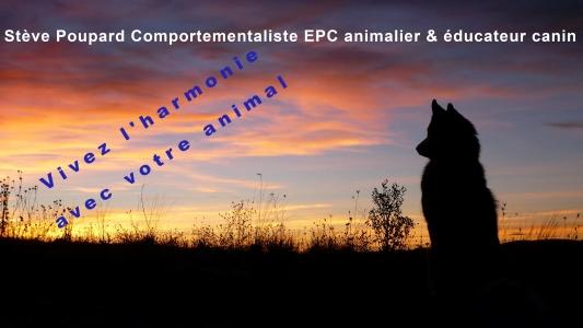 Educateur canin education canine dresseur de chien comportementaliste canin felin equin communication animale la roche sur yon vendee 86