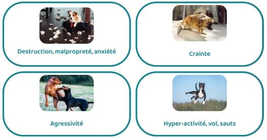 Educateur canin education canine dresseur de chien comportementaliste canin grasse mandelieu alpes maritimes 06