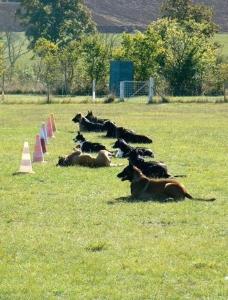 Educateur canin education canine dresseur de chien comportementaliste canin le puy en velay 43 haute loire