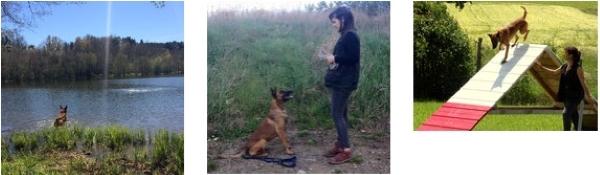 Educateur canin education canine dresseur de chien comportementaliste canin le puy en velay haute loire 43 1
