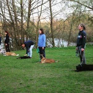 Educateur canin education canine dresseur de chien comportementaliste canin melun fontainebleau seine et marne 77