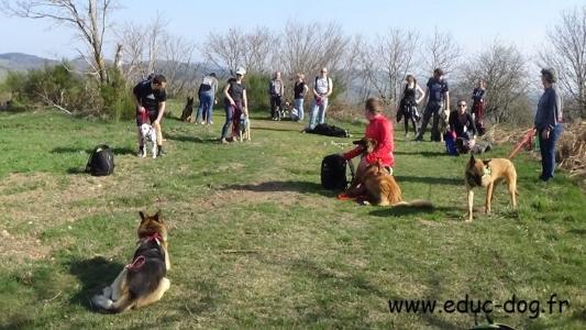 Educateur canin education canine dresseur de chien comportementaliste canin roanne loire 42