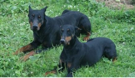 Educateur canin education canine dresseur de chien comportementaliste canin rouen seine maritime 78